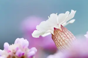 Campion Prints: Picture No. 10893120