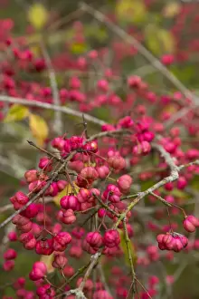 Euonymus Prints: Picture No. 10893128