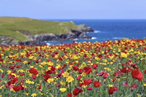Images Dated 24th June 2012: Picture No. 10893140