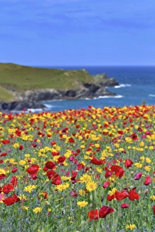 Images Dated 24th June 2012: Picture No. 10893141