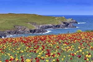Images Dated 24th June 2012: Picture No. 10893146