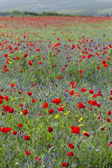 Images Dated 24th June 2012: Picture No. 10893147