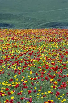 Papaver Prints: Picture No. 10893150