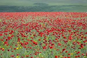 Papaver Prints: Picture No. 10893151