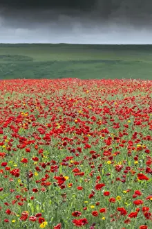 Papaver Prints: Picture No. 10893152