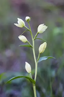 Cephalanthera Prints: Picture No. 10893154