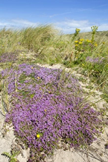 Images Dated 30th July 2012: Picture No. 10893157