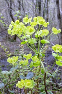 Images Dated 6th May 2012: Picture No. 10893159