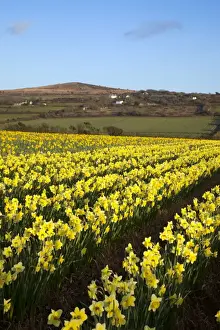 Daffodil Prints: Picture No. 10893162