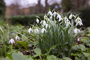 Images Dated 24th February 2011: Picture No. 10893169