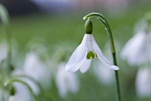 Images Dated 3rd February 2008: Picture No. 10893171