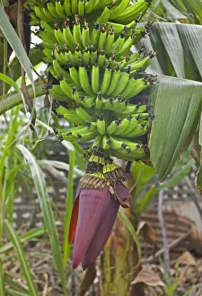 Bananas Prints: Picture No. 10893184