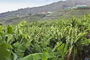 Bananas Prints: Picture No. 10893185