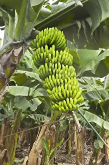 Bananas Prints: Picture No. 10893186