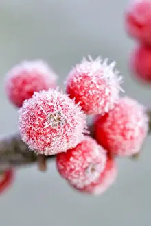 Holly Prints: Picture No. 10893194