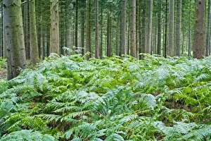 Bracken Prints: Picture No. 10893213