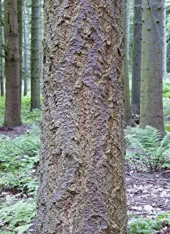 Picea Prints: Picture No. 10893234