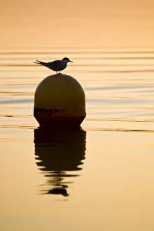 Hirundo Prints: Picture No. 10893237