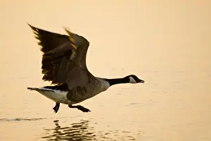 Branta Prints: Picture No. 10893238