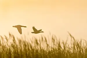Reeds Prints: Picture No. 10893240