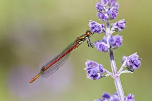 Damselfly Prints: Picture No. 10893263