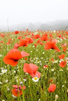 Papaver Prints: Picture No. 10893271