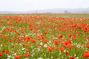 Papaver Prints: Picture No. 10893272