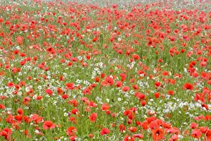 Papaver Prints: Picture No. 10893273