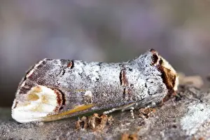 Bucephala Prints: Picture No. 10893278