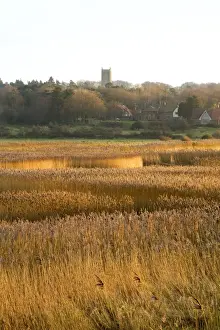 Reedbeds Prints: Picture No. 10893299