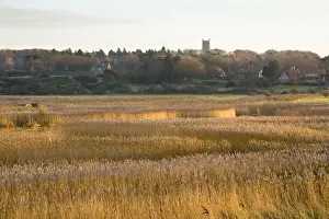 Reedbeds Prints: Picture No. 10893300
