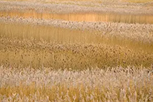 Reeds Prints: Picture No. 10893301