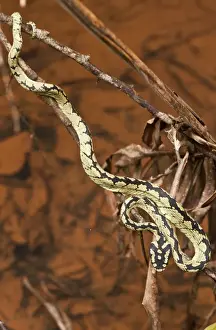 Viper Prints: Picture No. 10893388