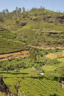 Terraced Prints: Picture No. 10893393