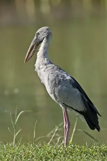 Openbill Prints: Picture No. 10893409