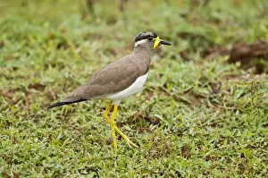Vanellus Prints: Picture No. 10893415