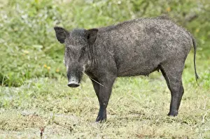 Scrofa Prints: Picture No. 10893420