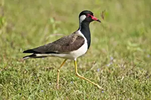 Vanellus Prints: Picture No. 10893427