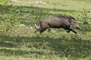 Boar Prints: Picture No. 10893428