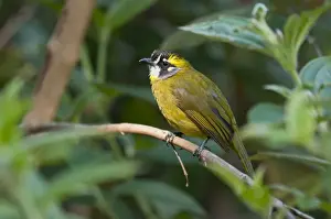 Bulbul Prints: Picture No. 10893432