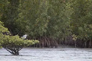 Mangrove Prints: Picture No. 10893445