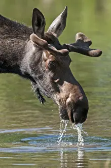 Alces Prints: Picture No. 10893467
