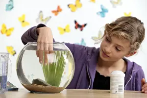 Goldfish Prints: Picture No. 10893588