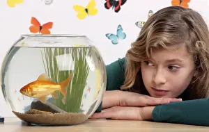 Goldfish Prints: Picture No. 10893591