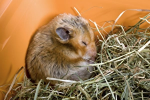 Images Dated 28th January 2010: Picture No. 10893631