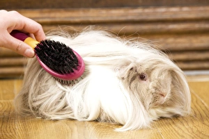 Brushed Collection: Picture No. 10893665