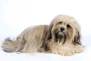 Havanese Prints: Picture No. 10893689