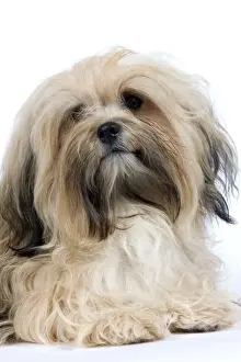 Havanese Prints: Picture No. 10893691