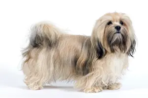 Havanese Prints: Picture No. 10893692