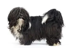 Havanese Prints: Picture No. 10893693